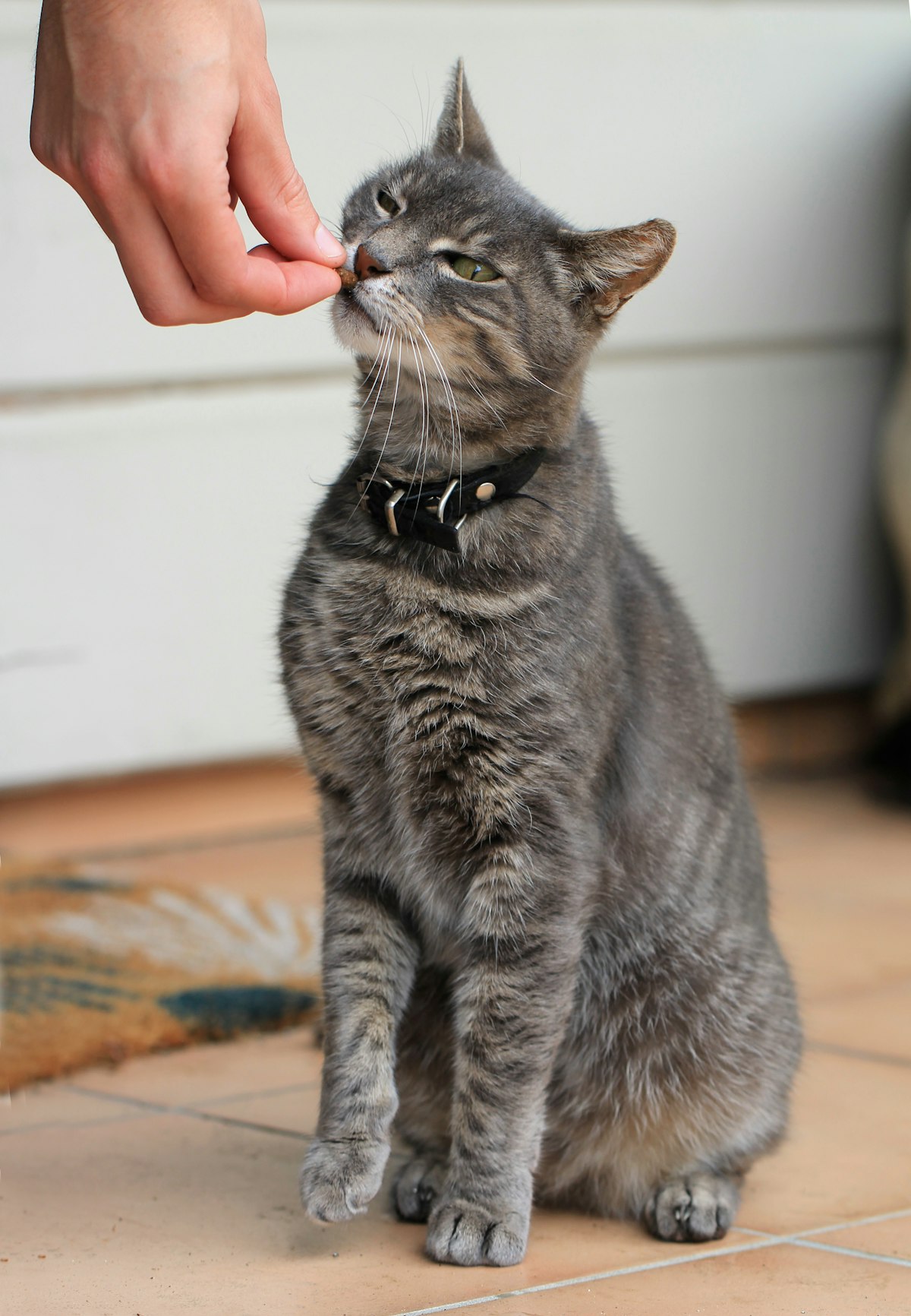 Gray cat