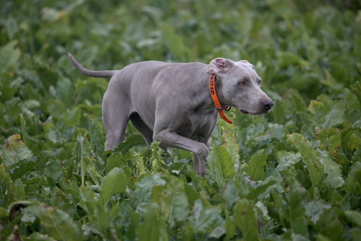 Gray dog outdoors